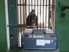 
      
      Odisha: Animals in zoo get special treatment this winter
      
      