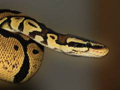 
      
      Flying snakes help scientists design new robots
      
      