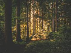 
      
      Study reveals how humans first walked upright in trees
      
      