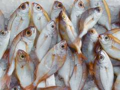 
      
      Fish farming emerging as lucrative means of livelihood for youth 
      
      