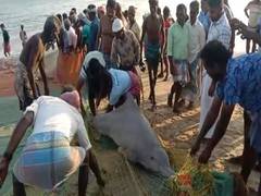 
      
      TN: Dolphin entangled in fishermen's net released back into sea
      
      