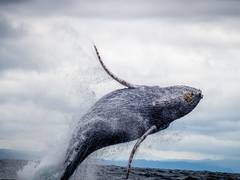 
      
      Scientists suggest that whales could be a valuable carbon sink
      
      