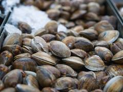 
      
      Wood-eating clams use their feces to dominate their habitat
      
      