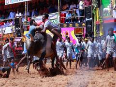 
      
      TN: Bull training begins for Jallikatu in Madurai ahead of Pongal
      
      