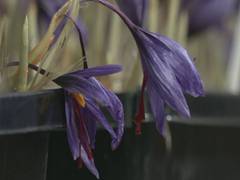
      
      J-K: How Scientists revolutionising saffron cultivation
      
      