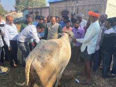 
      
      Rs 37 cr compensation for owners of cattle dead due to lumpy skin
      
      