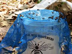 
      
      Royal Bee Brothers recently added two more rare forest honey
      
      
