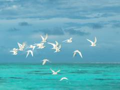 
      
      Study reveals diving birds are more prone to extinction
      
      