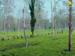 
      
      Assam grants industry status to tourism sector
      
      