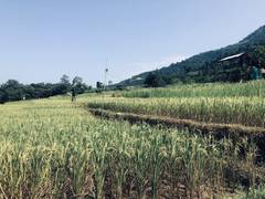 
      
      Story of a Nagaland planter who brought hope to borderlands
      
      