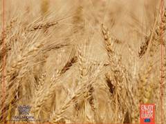 
      
      Pure Flour: Healthy and Delicious
      
      