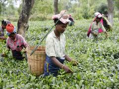 
      
      Best Tea in the world comes from here in India
      
      