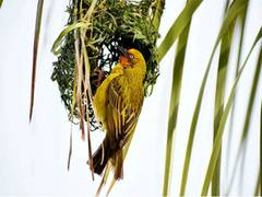 
      
      Study confirms birds build complex nests to protect offsprings
      
      