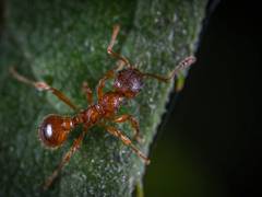 
      
      Ants shed light on predicting evolution after hybridization
      
      