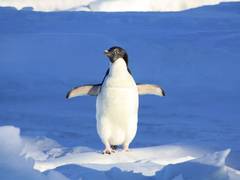 
      
      Diving birds more prone to extinction: Scientists
      
      