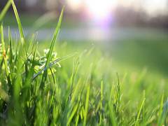 
      
      Polarity proteins in grass shape efficient 