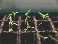 
      
      Regulation of photosynthesis under changing light conditions
      
      
