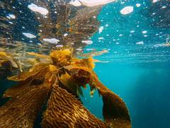 
      
      Massive 'marimo' algae balls at risk from deadly winter sunburn
      
      