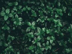 
      
      Study: How new species treated as colour variant in plants
      
      