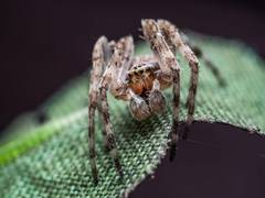 
      
      Scientists discover new fossil which reveals origin of arthropod 
      
      