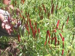 
      
      Agripreneurship takes root in Jammu & Kashmir
      
      