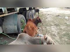 
      
      Four cattle recovered from Assam district
      
      