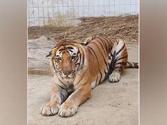 
      
      Tiger Kishan suffering from cancer dies in Lucknow Zoo
      
      