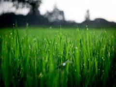 
      
      Polarity proteins in grass shape efficient 