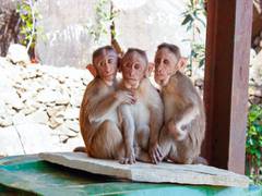 
      
      Study identifies key neurons that maintain mammals' temperature
      
      