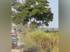 
      
      Rhino chases tourist vehicle in Kaziranga National Park 
      
      
