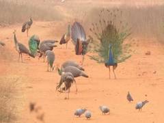 
      
      Peacock Valley: How 163 peacocks co-exist with humans here
      
      