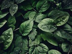 
      
      Climate change-nutrition connected with plant metabolism
      
      
