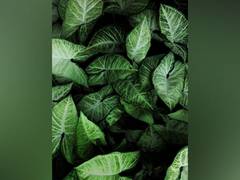 
      
      Ethereal colour variant of mysterious plant is new species
      
      