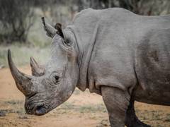 
      
      Rhinos dispersed across South, Central Asia via Tibet: Study
      
      