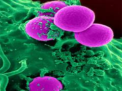 
      
      Study reveals cells have 'memories' stored in protein chains
      
      