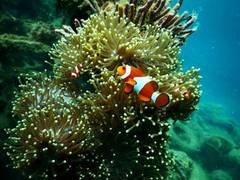 
      Coral bleaching makes it harder for fish to locate competitors
      
