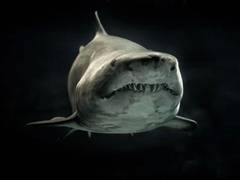 
      
      Scientists sequence endangered sharks' genomes
      
      