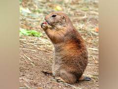
      
      Impact of prairie dog plague diminished on others: Study
      
      
