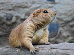 
      
      Study reveals reduction in prairie dog plague impact on wildlife
      
      