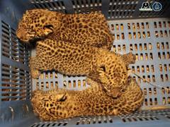 
      
      Two leopard cubs found at Tea garden reunited with their family
      
      