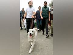 
      
      'Luna has been kidnapped!': Rahul walks with Priyanka's pet dog
      
      