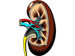 
      
      Sugar causes swelling, leads to common kidney disease: Study
      
      