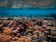 
      
      Research assesses severity of marine heatwaves
      
      