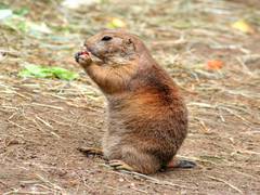
      
      Study details impact of prairie dog plague die-off on species
      
      