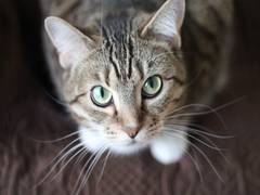 
      
      Cat locomotion could unlock better human spinal cord injury 
      
      