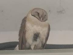 
      
      Extinct species of Himalayan Owl found in Kanpur
      
      