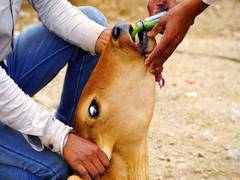 
      
      Two cattle heads die of Lumpy skin disease in Bihar
      
      