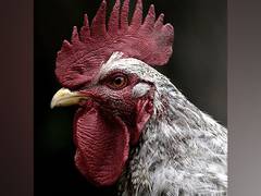 
      
      J&K Govt approves roadmap for poultry development in J&K
      
      