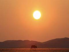 
      
      2022 confirmed as one of warmest years on record: WMO
      
      