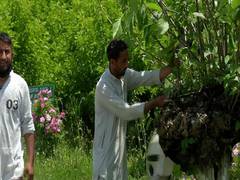 
      
      J-K govt approves Rs 91 crore project for revival of Sericulture
      
      